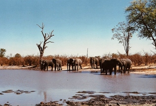 Savuti Elephants